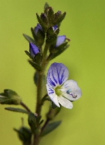 Veronica serpyllifolia var. humifusa