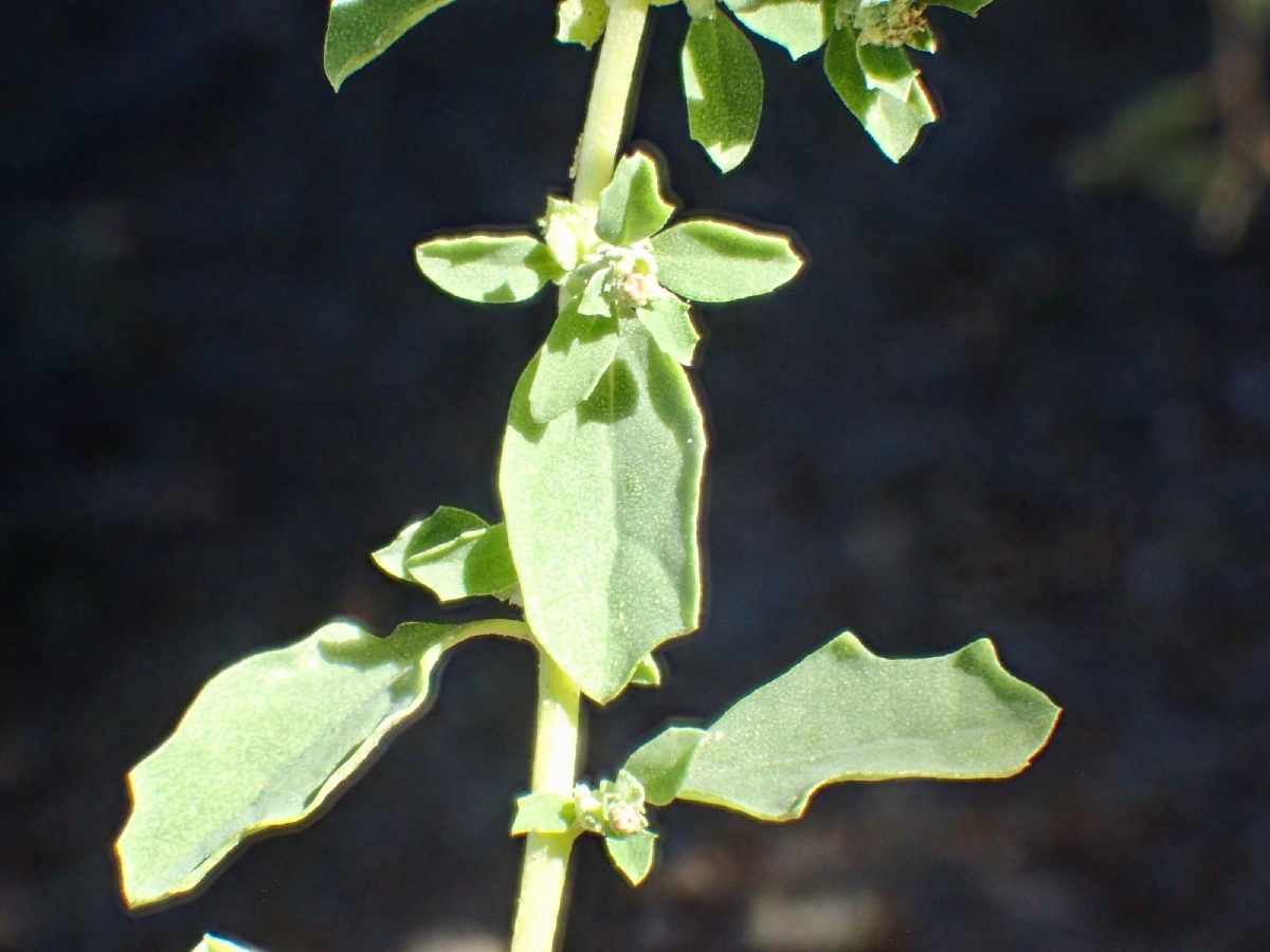 Atriplex serenana var. serenana