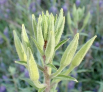 Oenothera elata