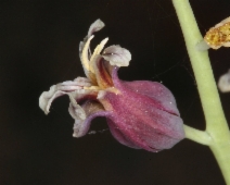 Streptanthus tortuosus var. truei