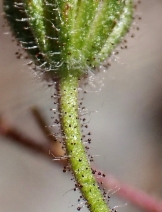 Madia elegans ssp. vernalis