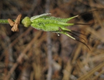 Aquilegia formosa