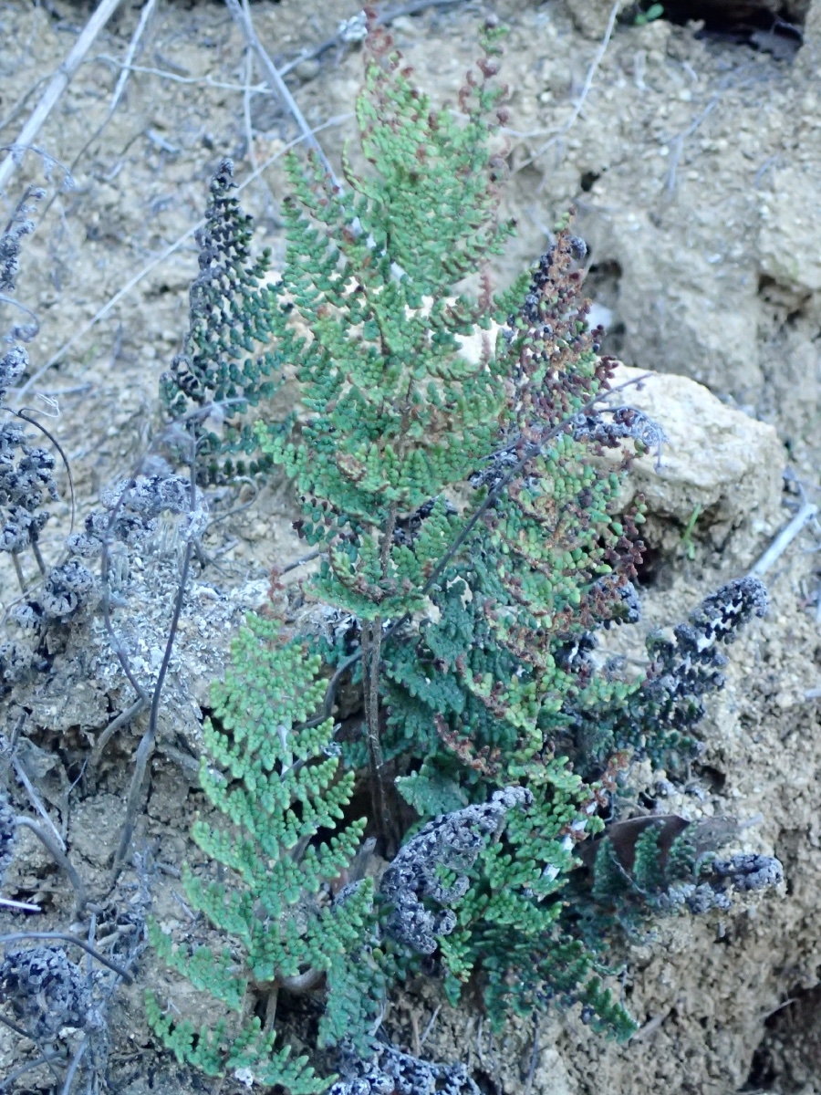 Myriopteris clevelandii