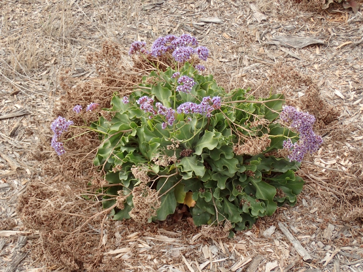 Limonium sventenii