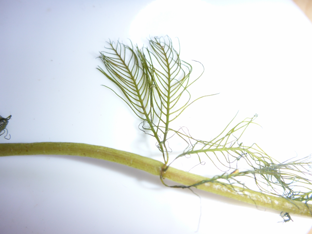 Myriophyllum spicatum