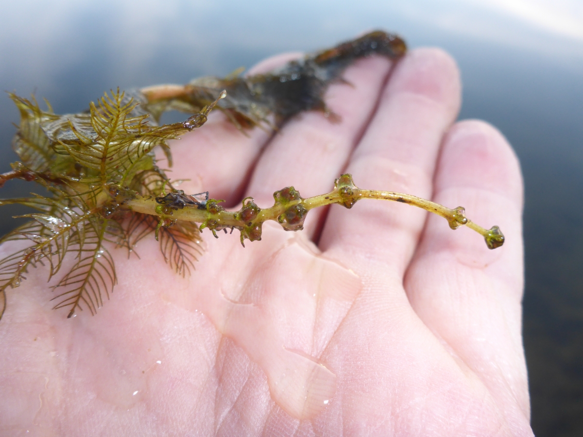 Myriophyllum spicatum