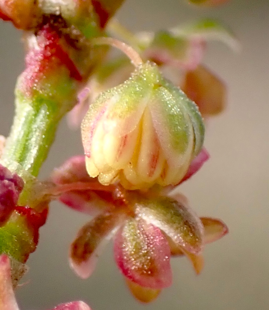 Rumex acetosella