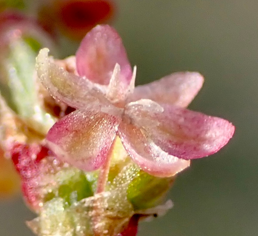 Rumex acetosella