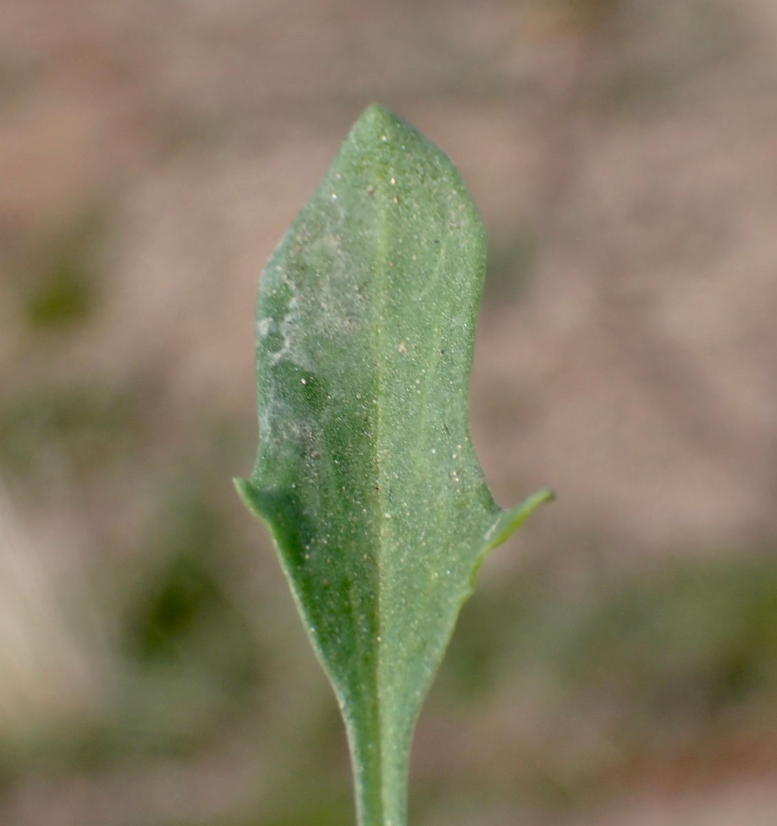 Rumex acetosella