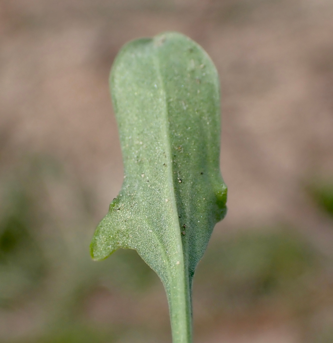 Rumex acetosella