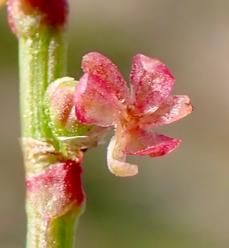 Rumex acetosella