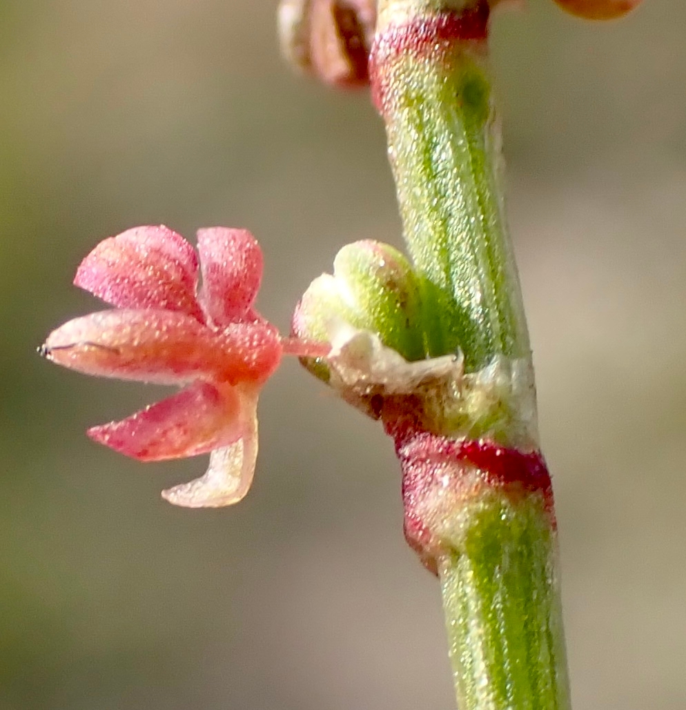 Rumex acetosella