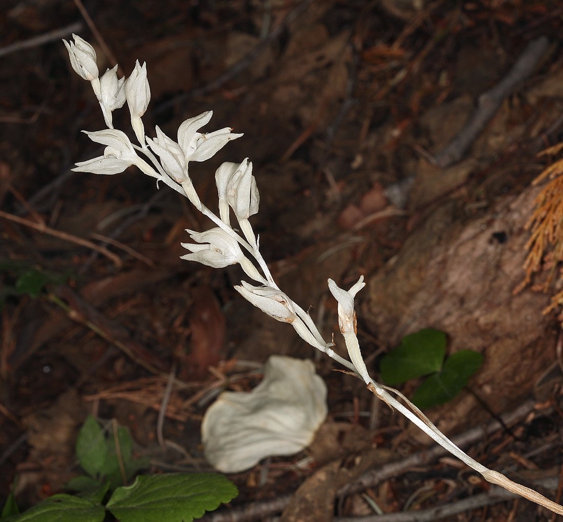 Cephalanthera austiniae