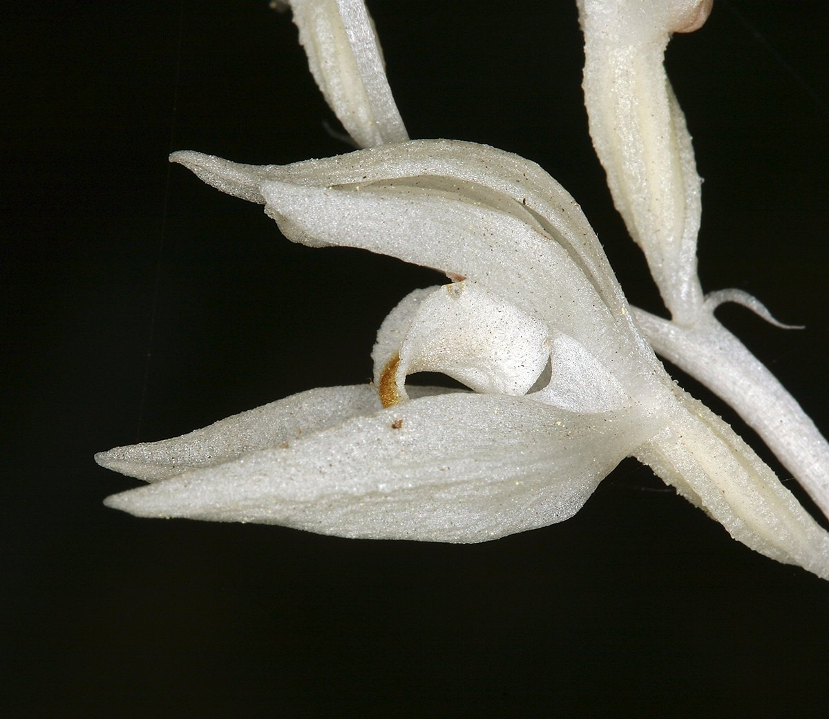 Cephalanthera austiniae