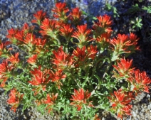 Castilleja applegatei