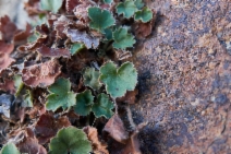 Heuchera brevistaminea