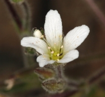 Minuartia nuttallii ssp. gregaria
