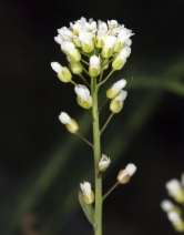 Thlaspi montanum ssp. montanum