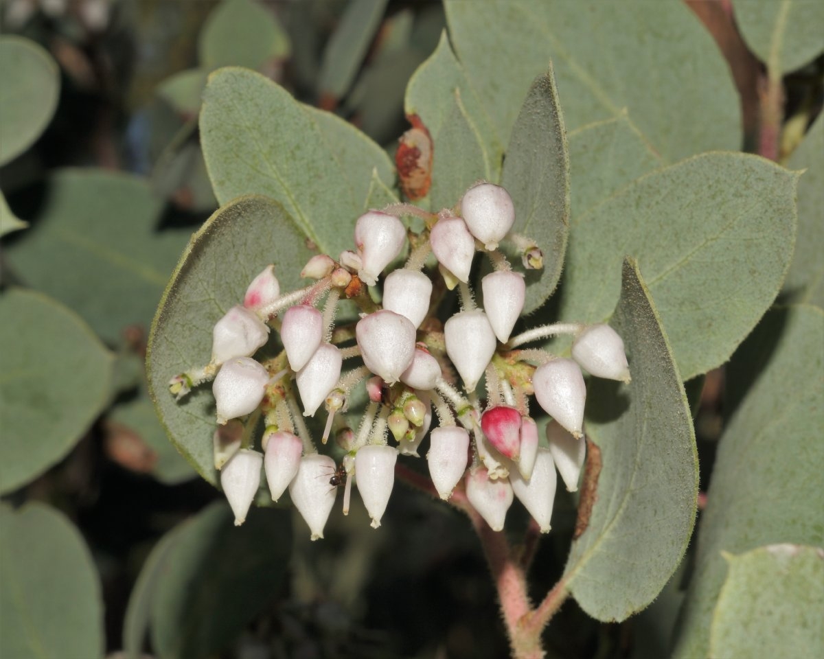 Arctostaphylos viscida