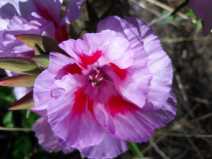 Clarkia amoena