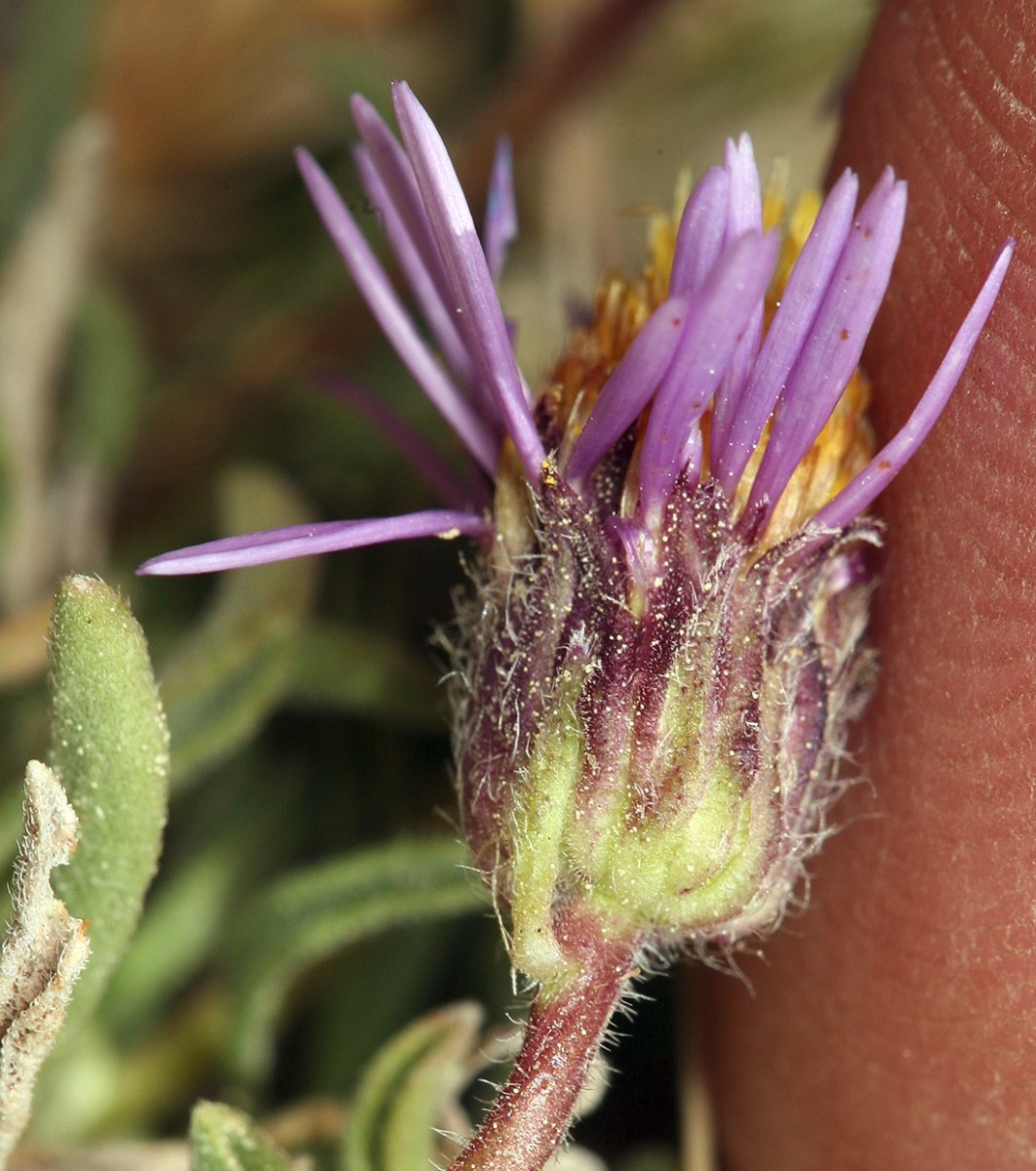 Erigeron pygmaeus