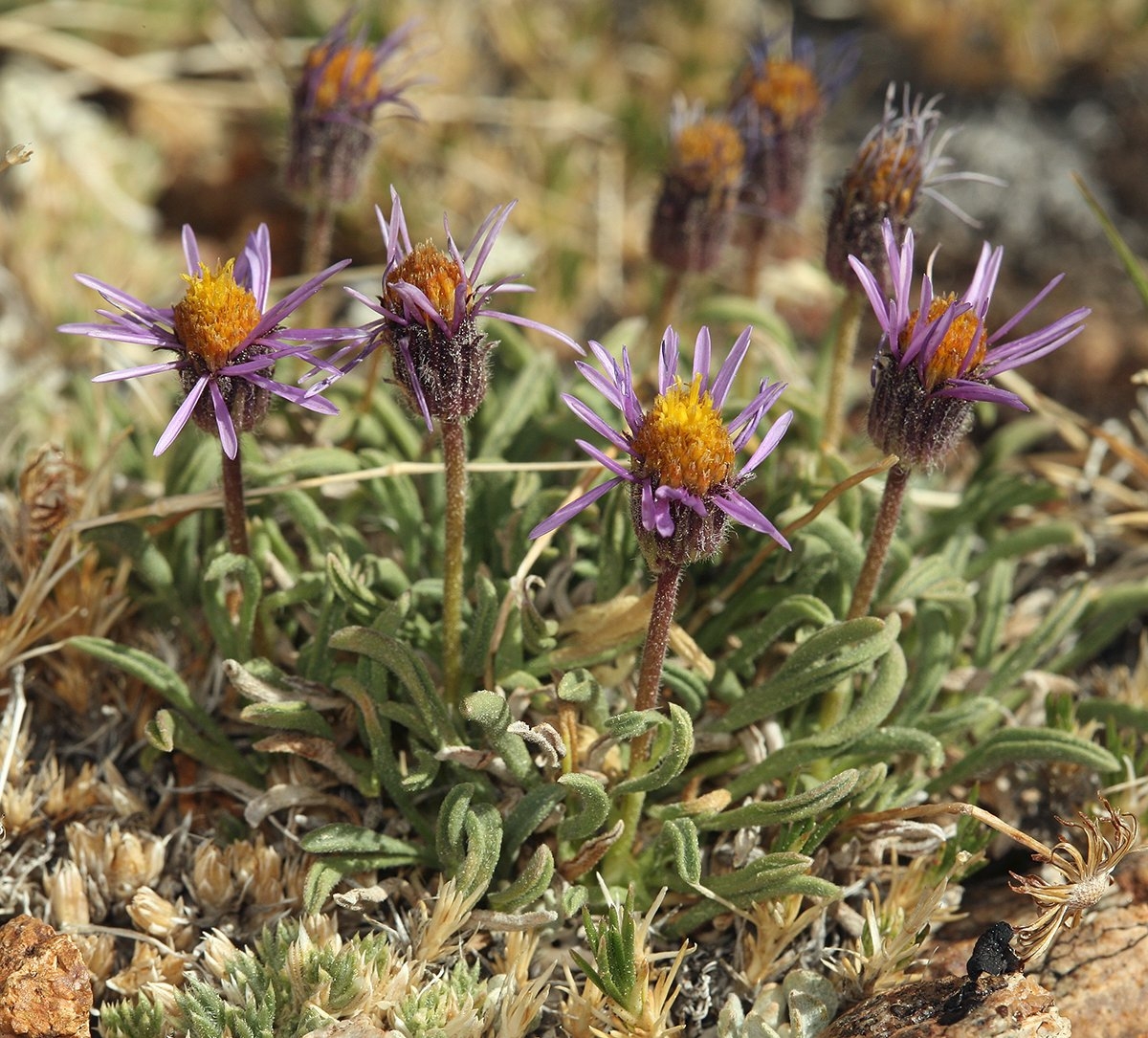 Erigeron pygmaeus