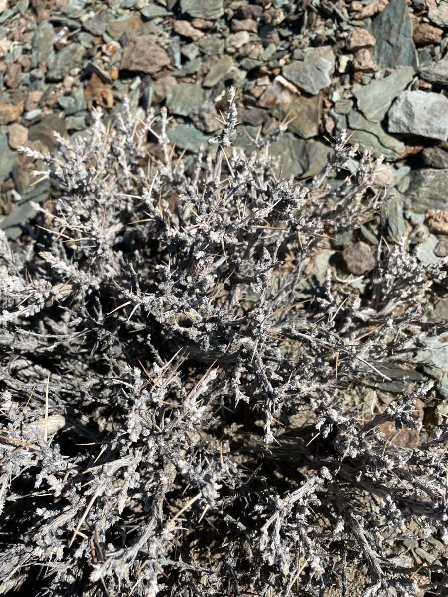 Artemisia spinescens