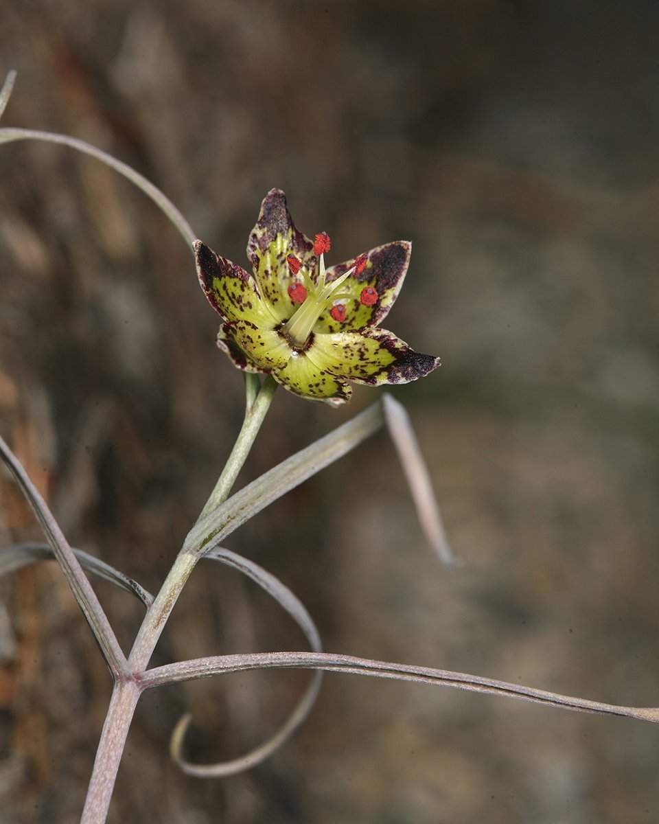 Fritillaria pinetorum