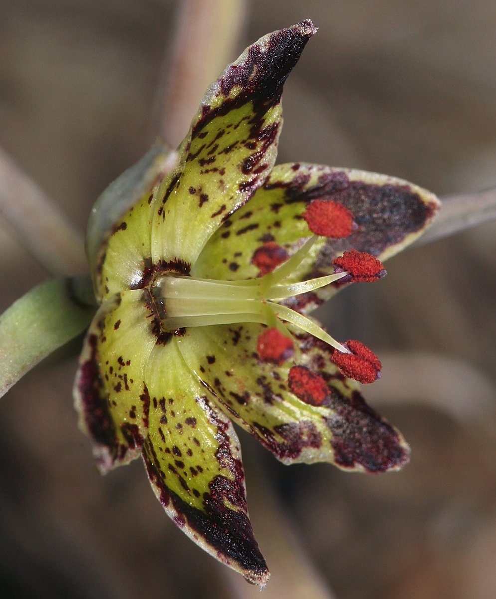 Fritillaria pinetorum