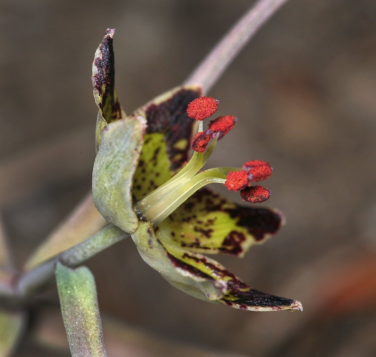 Fritillaria pinetorum