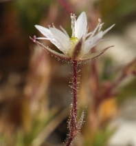 Minuartia nuttallii ssp. gracilis