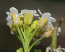 Rorippa nasturtium-aquaticum