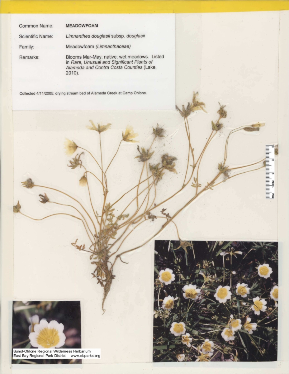 Limnanthes douglasii ssp. douglasii