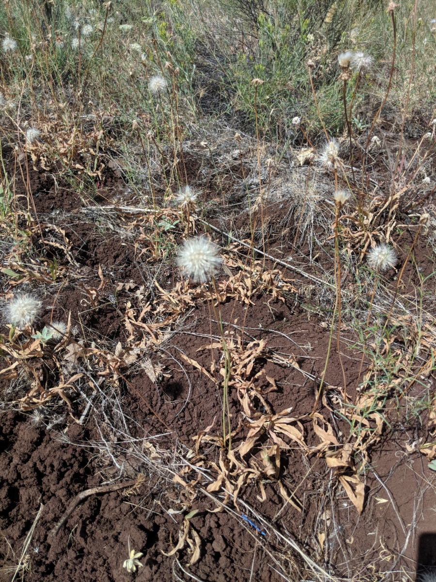 Microseris laciniata ssp. detlingii