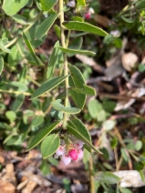 Arctostaphylos cruzensis