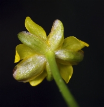 Ranunculus cymbalaria ssp. saximontanus
