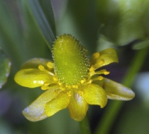 Ranunculus cymbalaria ssp. saximontanus