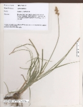Carex ovalis