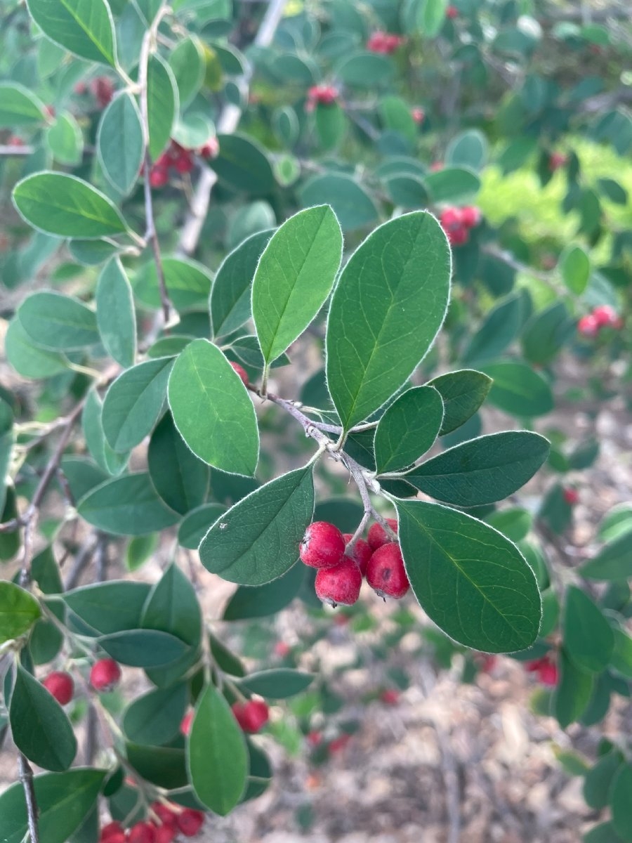 Cotoneaster pannosus