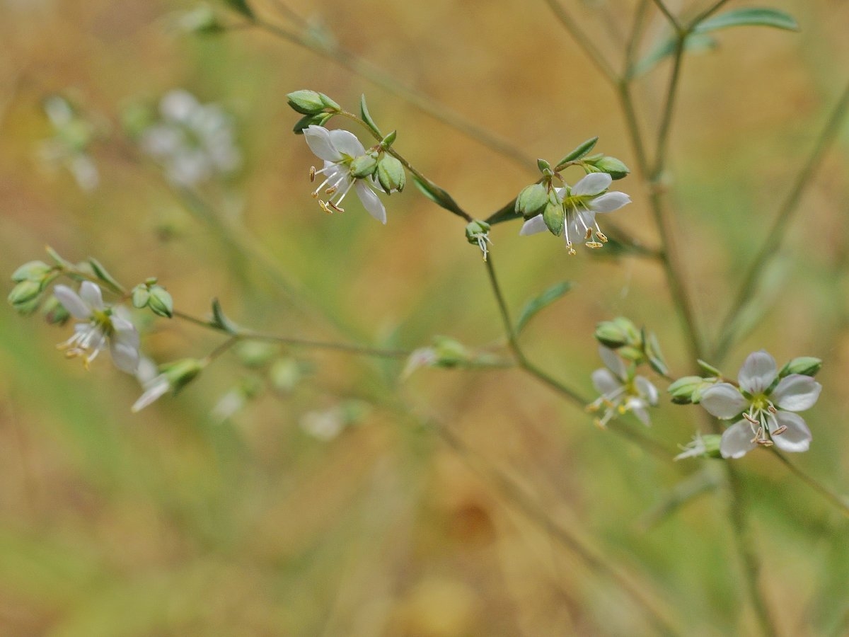 Hesperolinon disjunctum