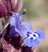 Salvia columbariae ssp. columbariae