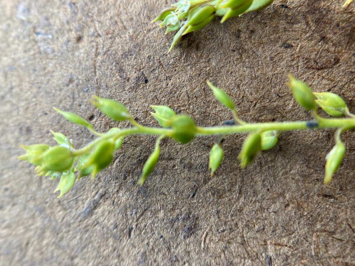 Lepidium acutidens