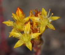 Sedum lanceolatum