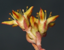 Sedum lanceolatum