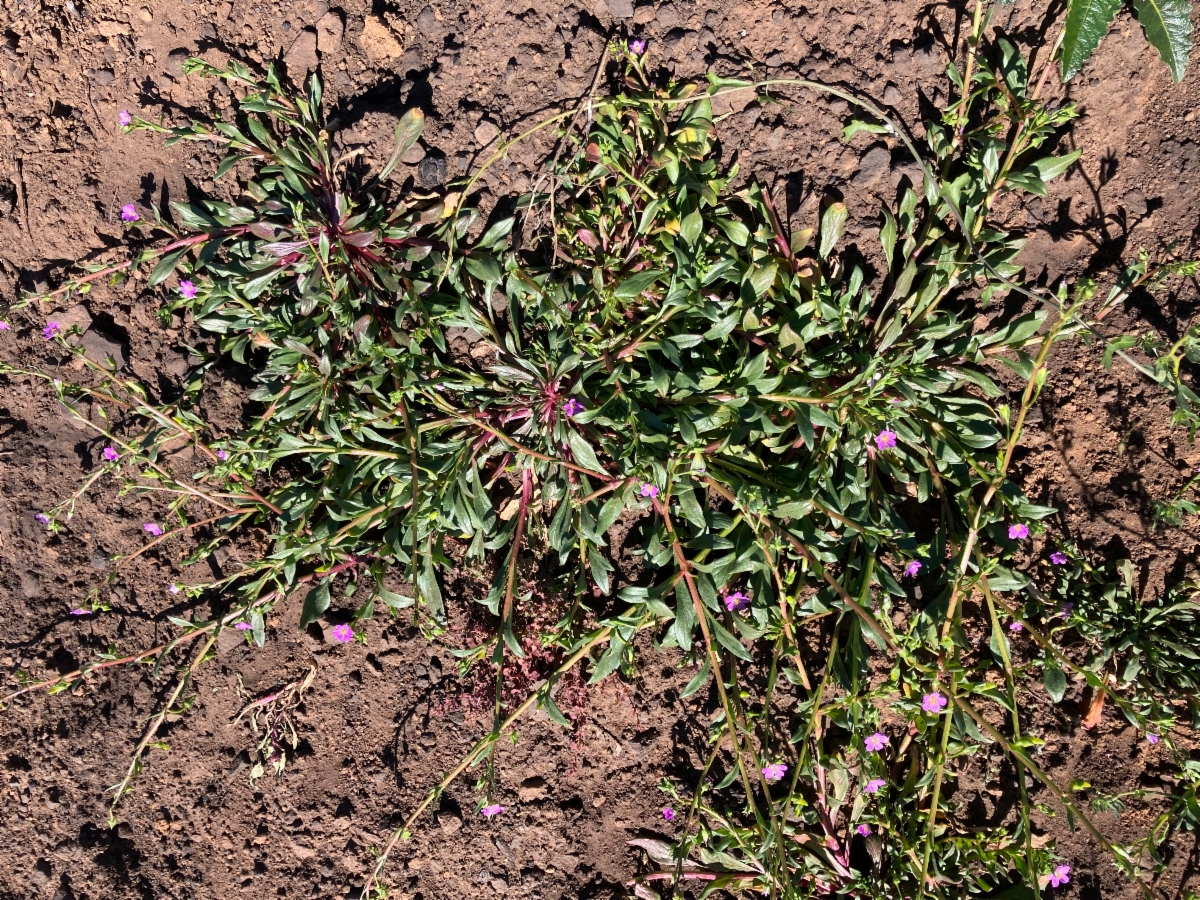 Calandrinia breweri