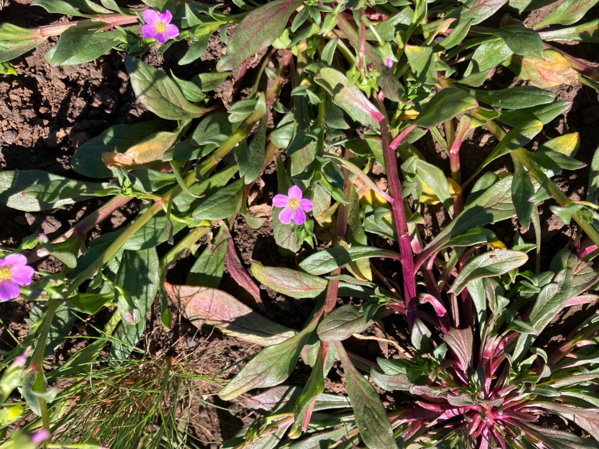 Calandrinia breweri