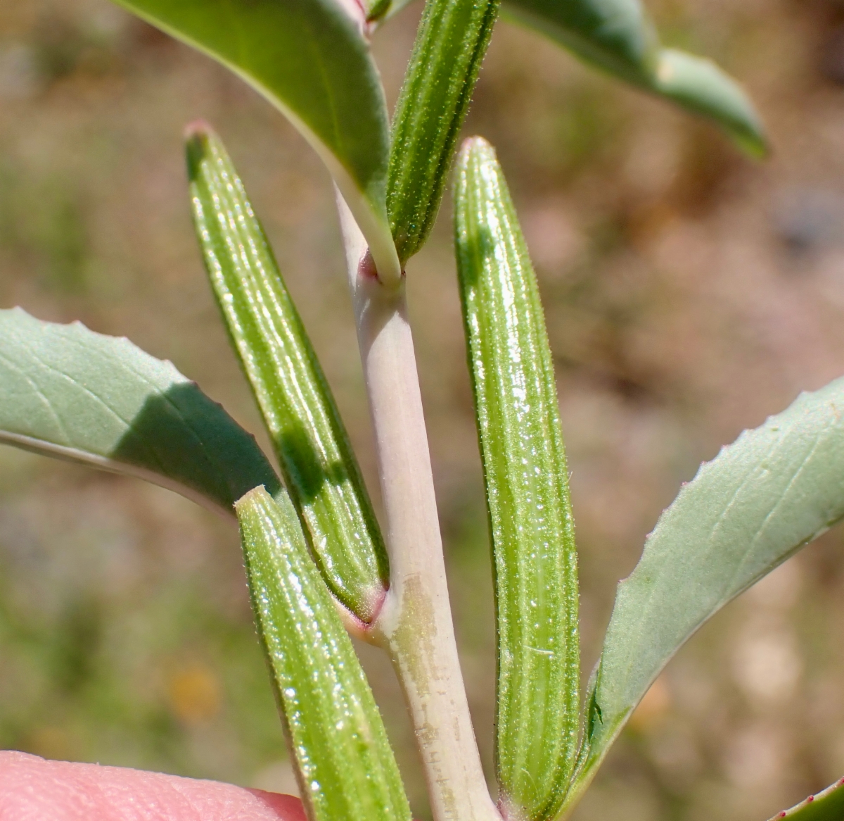 Clarkia exilis