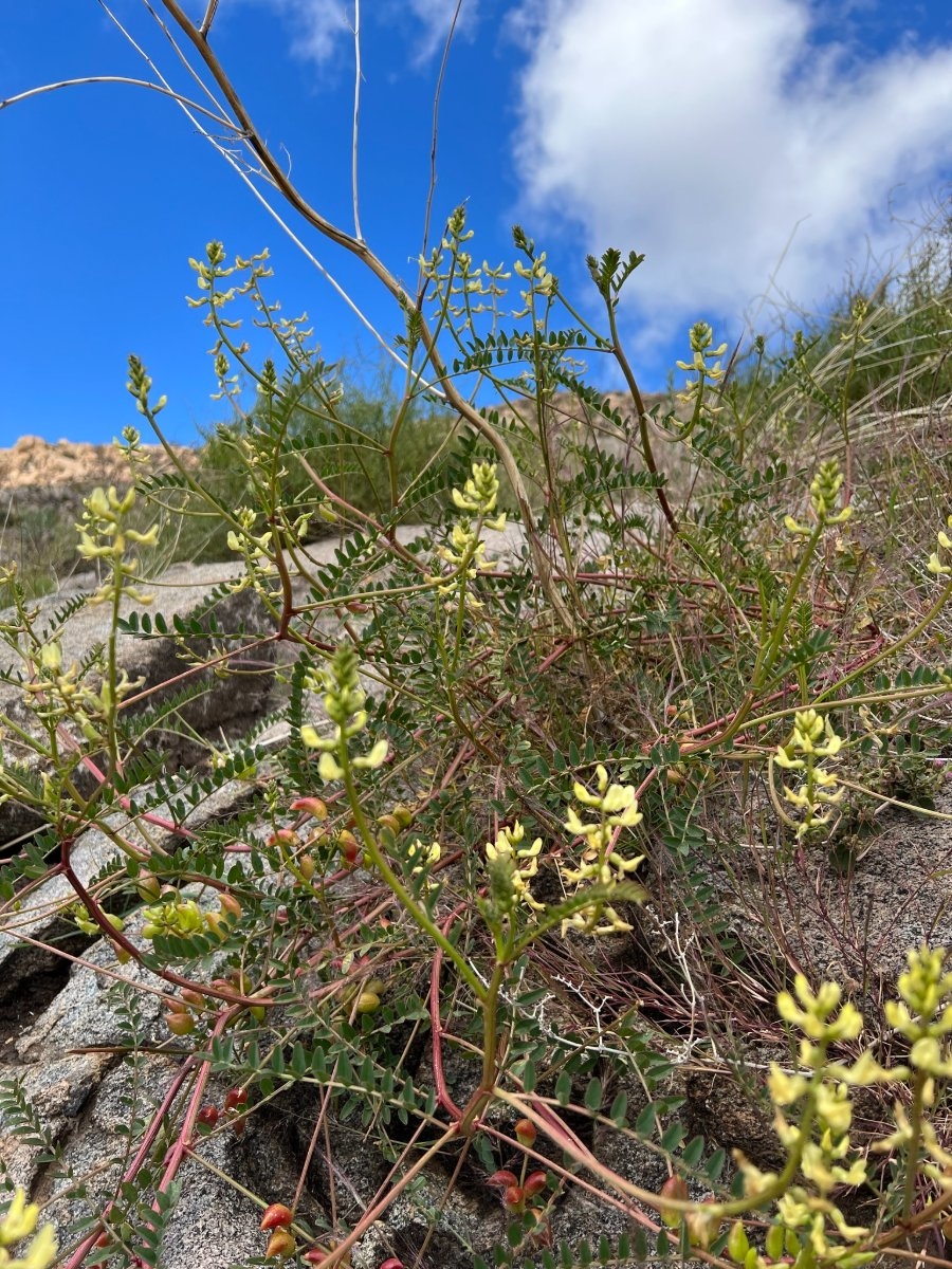 Astragalus deanei