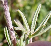Lupinus bicolor ssp. microphyllus