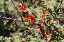 Fremontodendron californicum ssp. decumbens